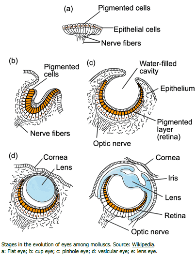 eye evolution